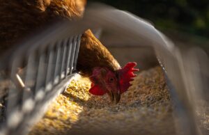 Ein Huhn frisst entspannt Futter aus einer Futterrinne