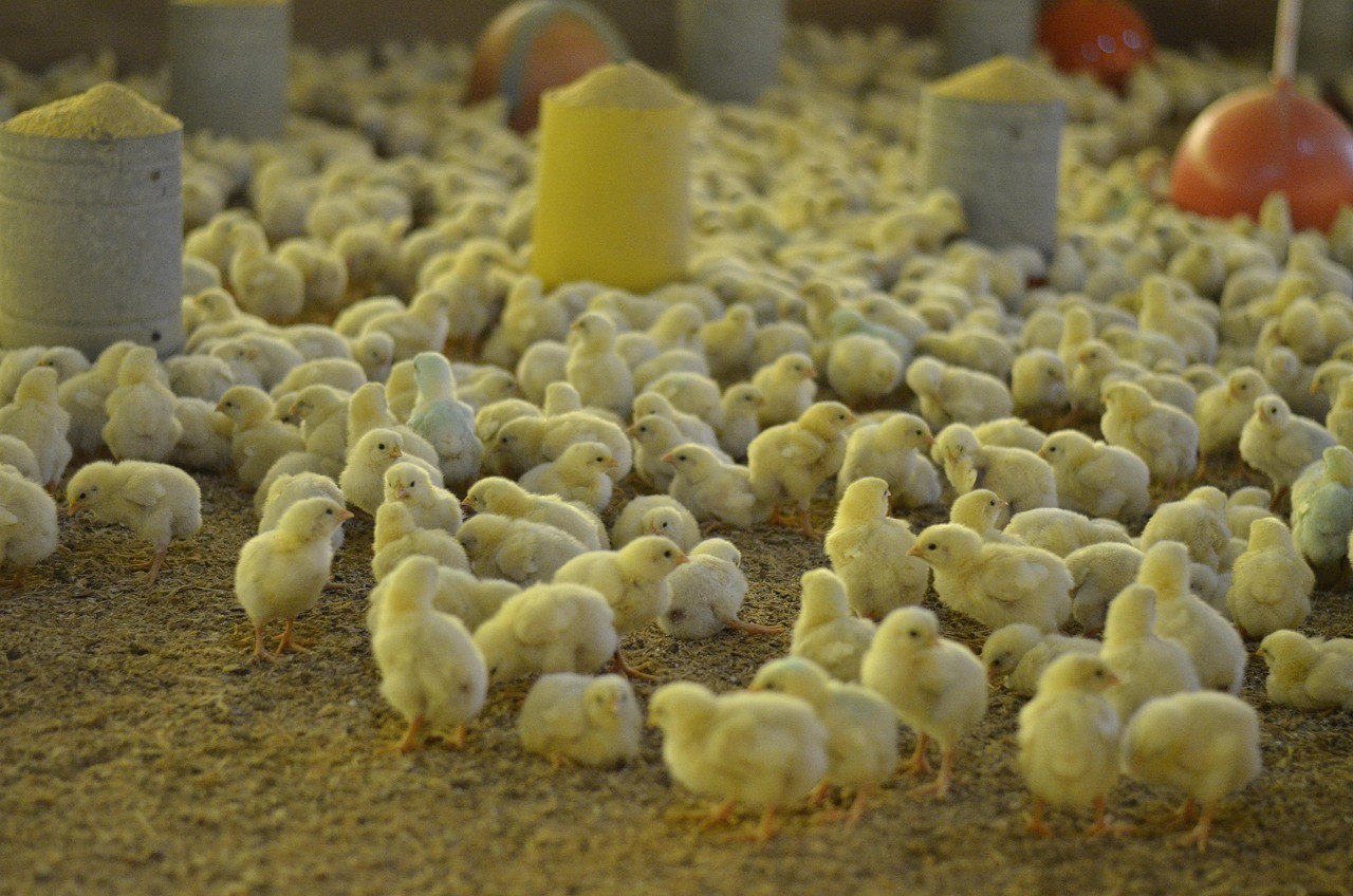 Hühnerküken in einem Hühnerstall umringen Fressnäpfe
