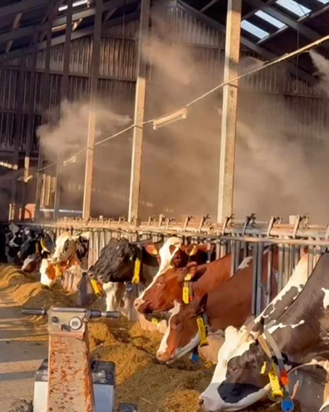 Kühe stehen in einem offenen, sonnigen Stall und fressen zufrieden und ruhig. Sie stehen unter dem feinen Nebel einer Bejola-Sprühnebel-Anlage und genießen die frische Stallluft und das Fehlen von Fliegen